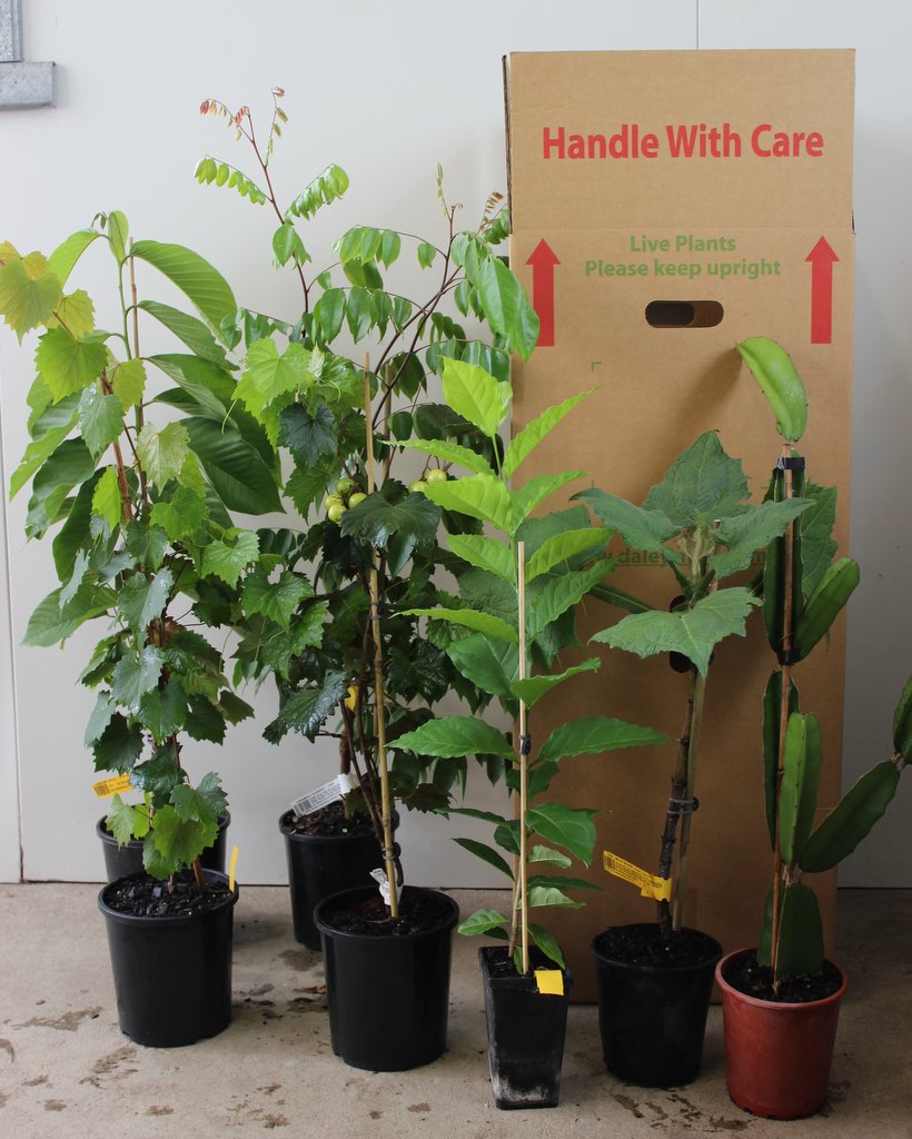 Fruit Trees Delivered To Your Door, Bare Root Fruit Trees, Citrus